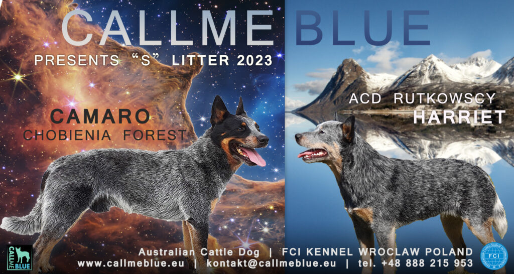ausdtralian cattle dog puppies